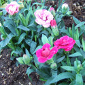 20200501flower.jpg
